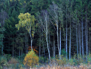 Birken, Wald, Herbst