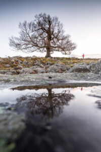Hutebuche die sich im Wasser spiegelt