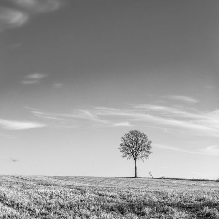Einsamer Baum