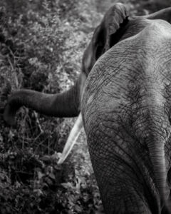 Elefant