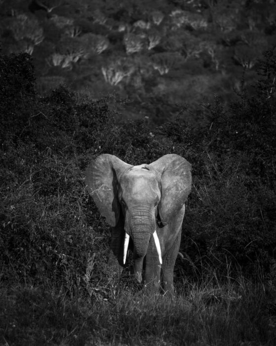 Elefant