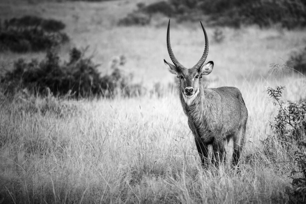Gazelle