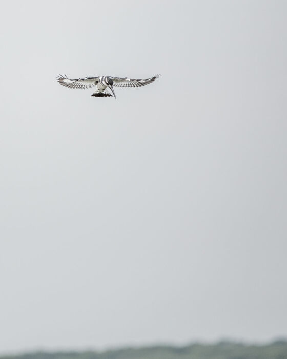 Kingfisher Eisvogel