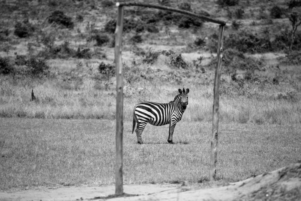Zebra